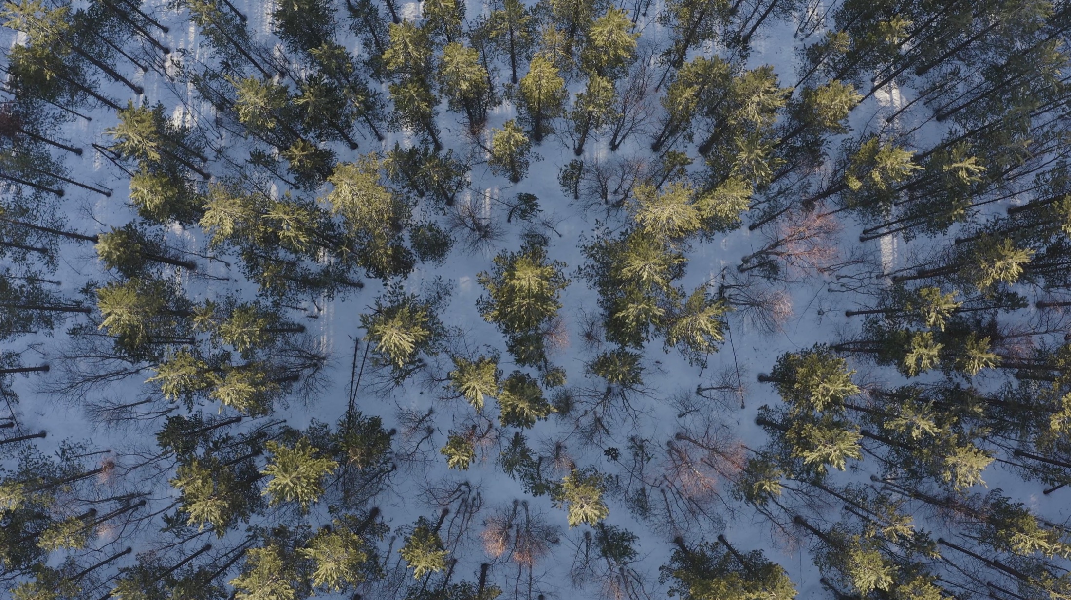 Aerial view of a winter forest